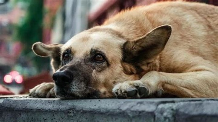 Unraveling the Mystique of the Skirby Dog